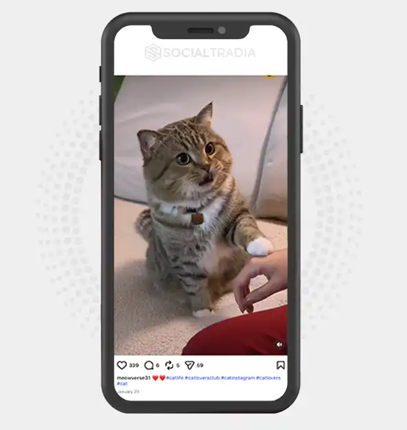 buy Instagram account meowverse31 (2k Followers)
