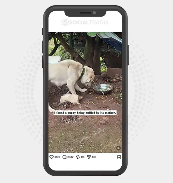 buy Instagram account PetWorld (31.6k Followers)