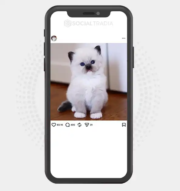 buy Instagram account Ragdoll Lover (70.9k Followers)