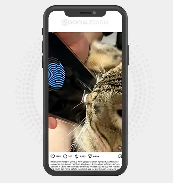 Instagram account whiskerworldds (7 k Followers)
