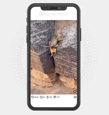buy Instagram account Animal Tales (14.3k Followers)