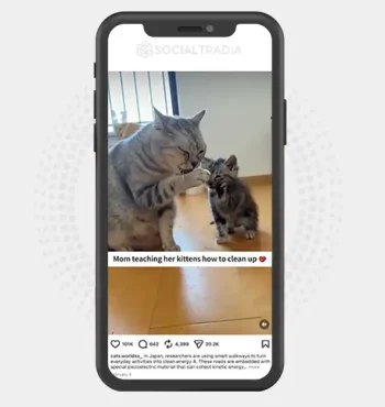 buy Instagram account cats.worldss_ (3.6k Followers)