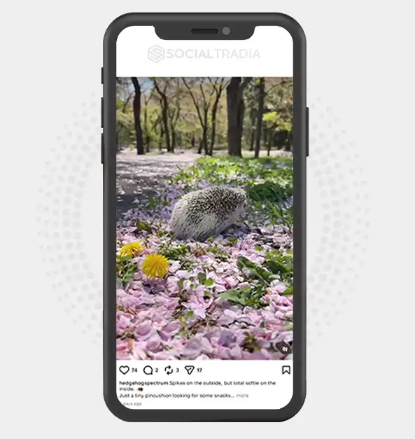 buy Instagram account hedgehogspectrum (2.8k Followers)