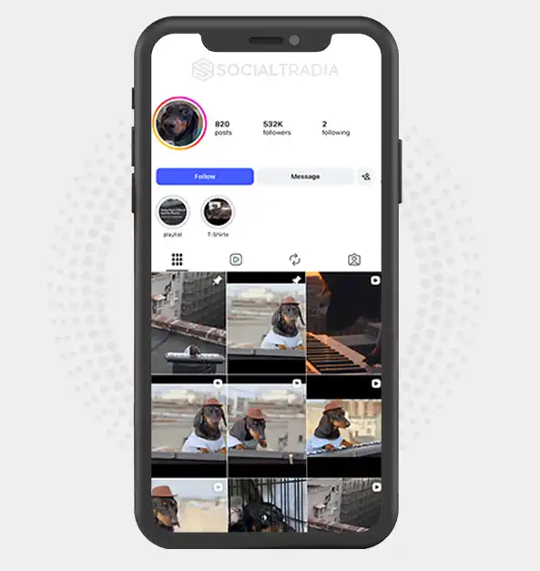 buy Instagram account Keyboard Dog (532k Followers)