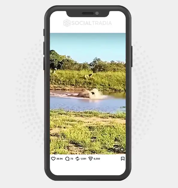 buy Instagram account WildLife (12.3k Followers)