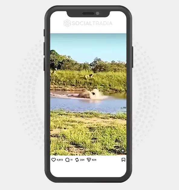 buy Instagram account WildlifeWorld (27.7k Followers) buy Instagram account WildlifeWorld (27.7k Followers)