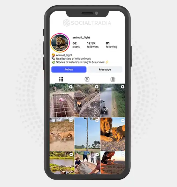 buy Instagram account animall_fight (12.5k Followers)