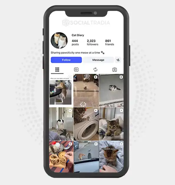 buy Instagram account catdiary221 (2.3k Followers)