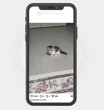 buy Instagram account catdiary221 (2.3k Followers)