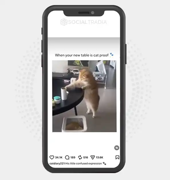 buy Instagram account catdiary221 (2.3k Followers)