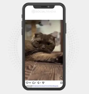 buy Instagram account catlume8 (2.7k Followers)