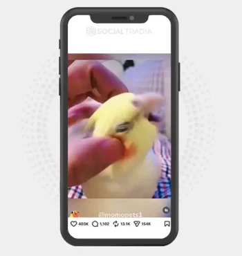 buy Instagram account Wild Wings (37.5k Followers)
