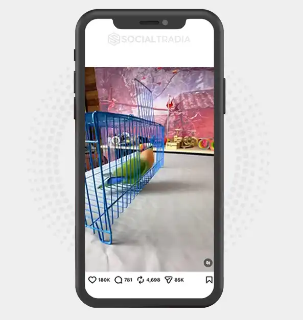 buy Instagram account Wild Wings (37.5k Followers)