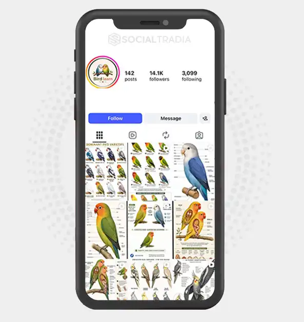 buy Instagram account BirdLovers (14.1k Followers)