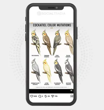 buy Instagram account BirdLovers (14.1k Followers)