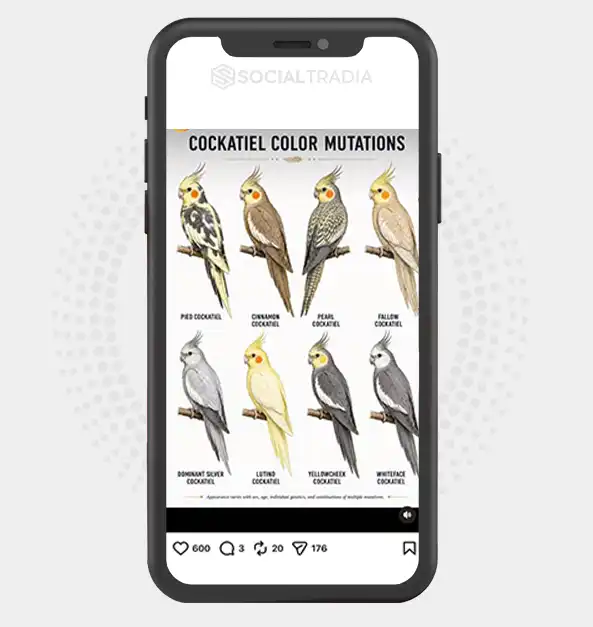buy Instagram account BirdLovers (14.1k Followers)