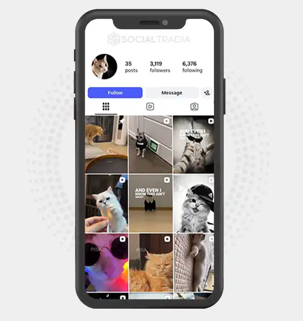buy Instagram account cat958259 (3.1k Followers)