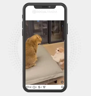 buy Instagram account cat958259 (3.1k Followers)