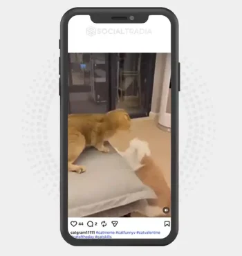 buy Instagram account catgram11111 (3.1k Followers)