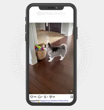buy Instagram account doggyd529 (3.3k Followers)