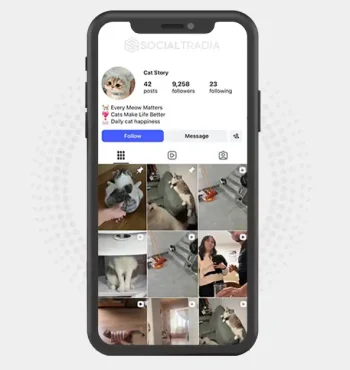 Instagram account funny_catstory (8.9 k Followers)
