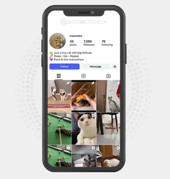 Instagram account meowletx (7.3k Followers)