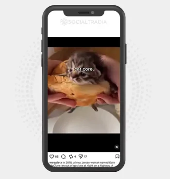 Instagram account meowletx (7.3k Followers)