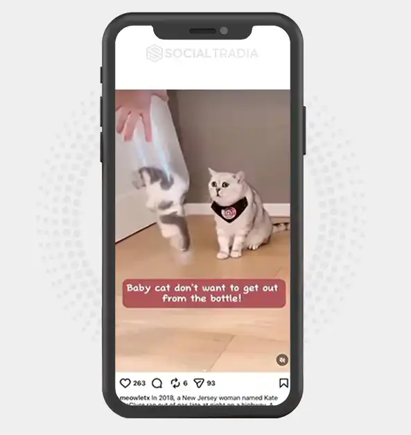 Instagram account meowletx (7.3k Followers)