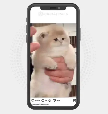 buy Instagram account meowlove201 (2.3k Followers)