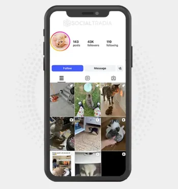 Instagram account Paw Paradise (43k Followers)