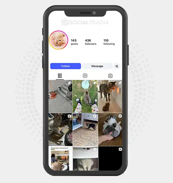 Instagram account Paw Paradise (43k Followers)
