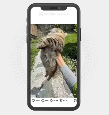 Instagram account Paw Paradise (43k Followers)