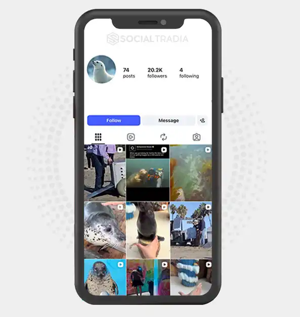 Instagram account SealSaga (25.2 k Followers)