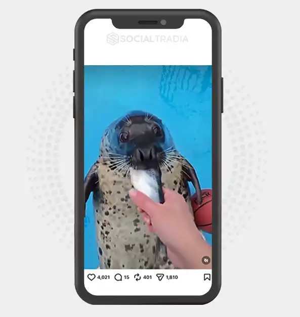 Instagram account SealSaga (25.2 k Followers)