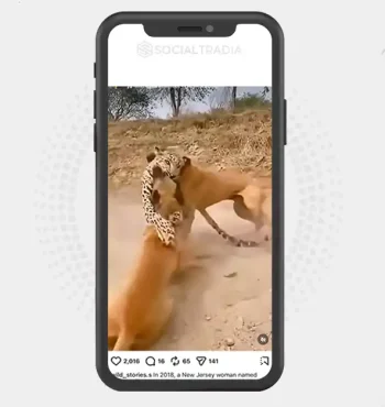 buy Instagram account wild_stories.s (14.6k Followers)