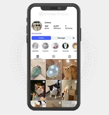 Instagram account catlaoo (4.3k Followers)