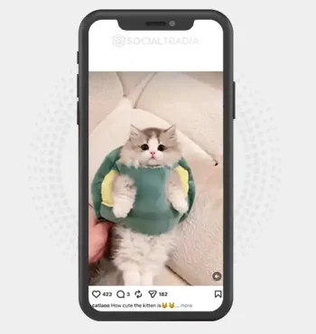 Instagram account catlaoo (4.3k Followers)