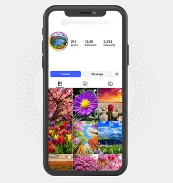 Instagram account Forest Whisper (13.2k Followers)