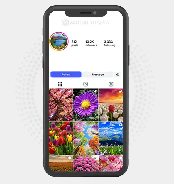Instagram account Forest Whisper (13.2k Followers)