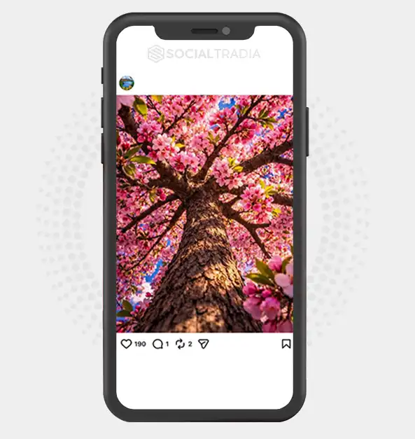 Instagram account Forest Whisper (13.2k Followers)