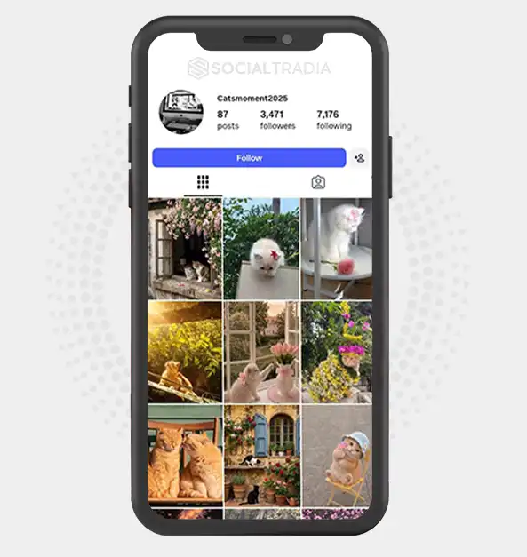 Instagram account catsmoment2025 (3.4k Followers)