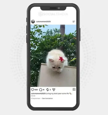 Instagram account catsmoment2025 (3.4k Followers)