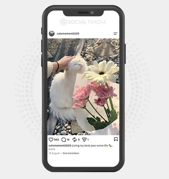 Instagram account catsmoment2025 (3.4k Followers)