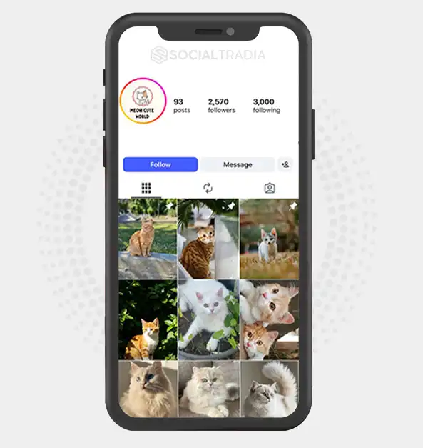 Instagram account CuteMeows (2.6k Followers)