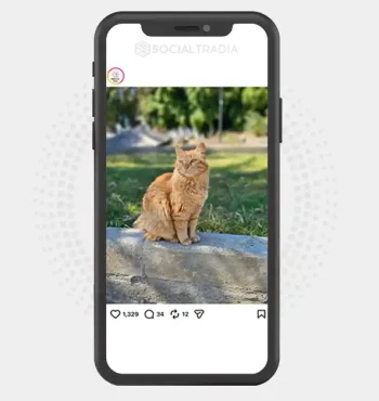 Instagram account CuteMeows (2.6k Followers)