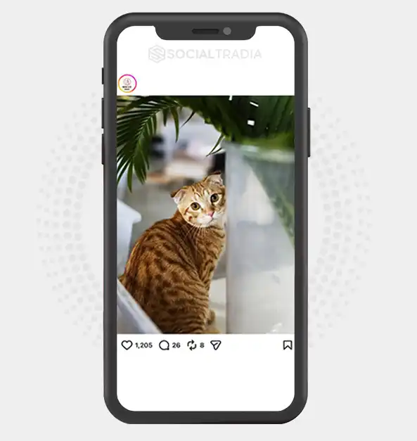 Instagram account CuteMeows (2.6k Followers)