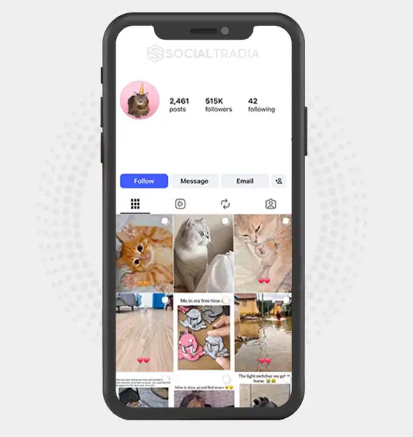 Instagram account CutestCats (515k Followers)