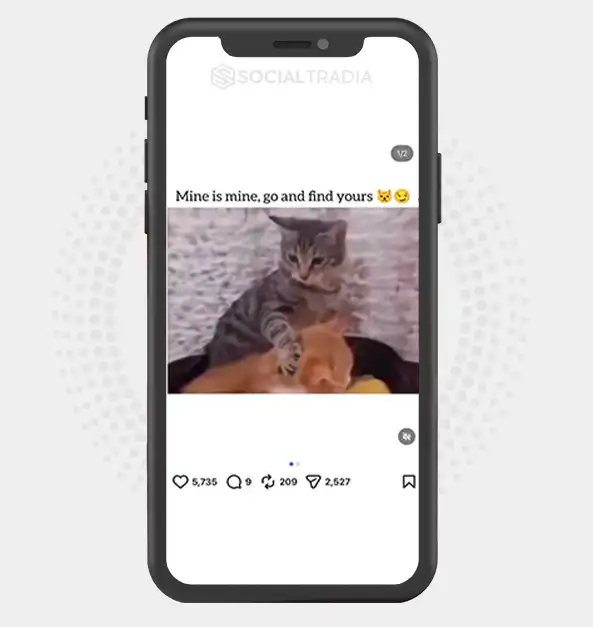 Instagram account CutestCats (515k Followers)