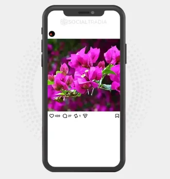 Instagram account Flower Photography (2k Followers)