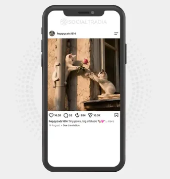 Instagram account happycats1814 (4.9k Followers)
